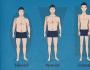 Пропорции тела и конституционные типы Описание телосложения